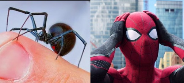Bolivia: niño se hizo picar por una araña para “convertirse” en Spider-man - Unicanal