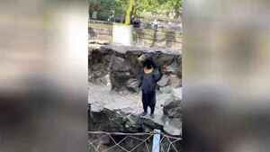 Un zoológico chino niega que sus osos sean personas disfrazadas