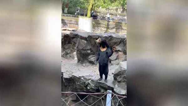 Un zoológico chino niega que sus osos sean personas disfrazadas