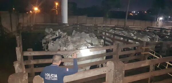 Animales ingresados presuntamente de contrabando del Brasil fueron hallados en matadero de Pedro Juan - Policiales - ABC Color