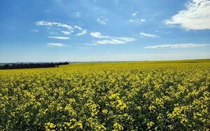 Canola orgánica a EE.UU., y apunta a más mercados - Nacionales - ABC Color
