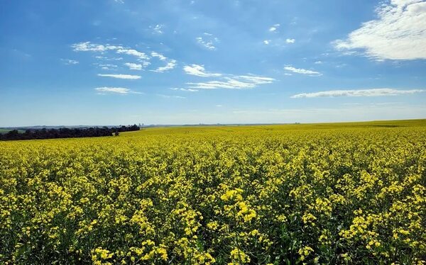 Canola orgánica a EE.UU., y apunta a más mercados - Nacionales - ABC Color