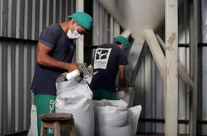 Sésamo ingresó al país US$ 31 millones - Nacionales - ABC Color