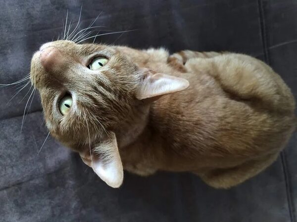 El gato ha sido desde siempre un enigma viviente - Mascotas - ABC Color