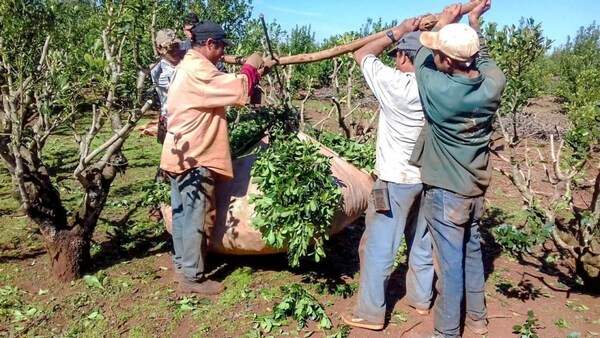 YERBATEROS ESTÁN EN PIE DE GUERRA POR ABRUPTA CAÍDA DE PRECIO