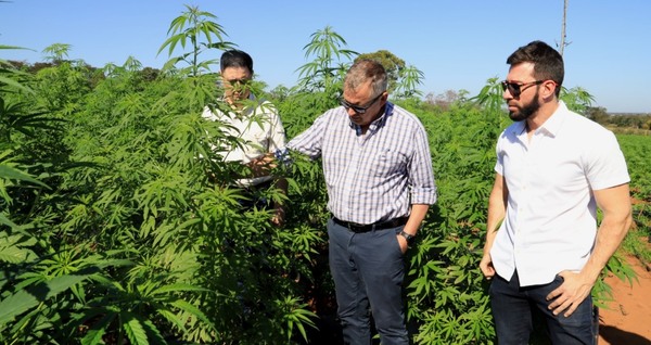 Verifican finca de cáñamo para producción de flores