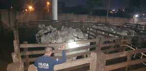 Intervienen Matadero Municipal de Pedro Juan ante sospecha de ingreso de vacunos de Brasil - Oasis FM 94.3