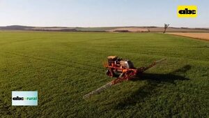 Video: Desde Capeco alertan sobre presencia de roya en el trigo  - ABC Rural - ABC Color