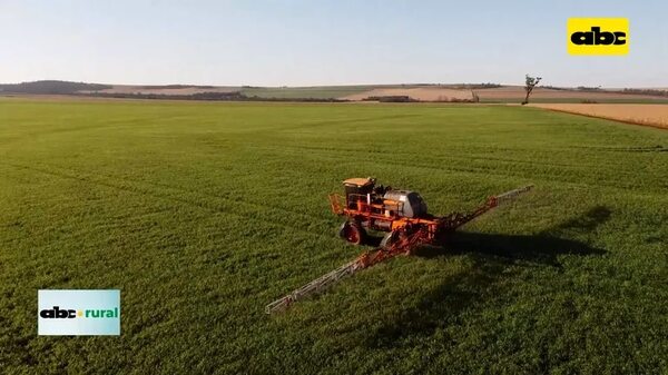 Video: Desde Capeco alertan sobre presencia de roya en el trigo - ABC Rural - ABC Color