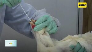 Video: Piden declarar emergencia contra gripe aviar en Brasil   - ABC Rural - ABC Color