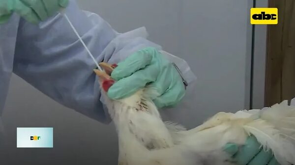 Video: Piden declarar emergencia contra gripe aviar en Brasil - ABC Rural - ABC Color