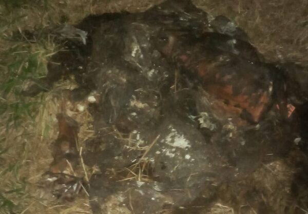 Abigeato en San Cristóbal