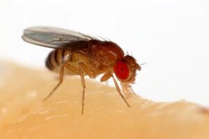 Científicos descubren cómo desarrollan la vista las moscas - Ciencia - ABC Color