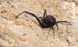 Un niño boliviano se hace picar por una viuda negra para convertirse en Spider-man - OviedoPress