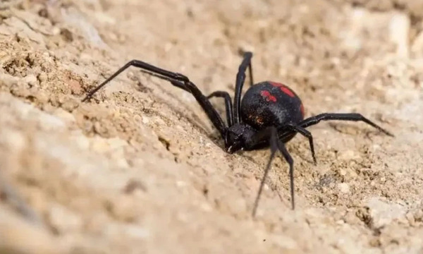 Un niño boliviano se hace picar por una viuda negra para convertirse en Spider-man - OviedoPress