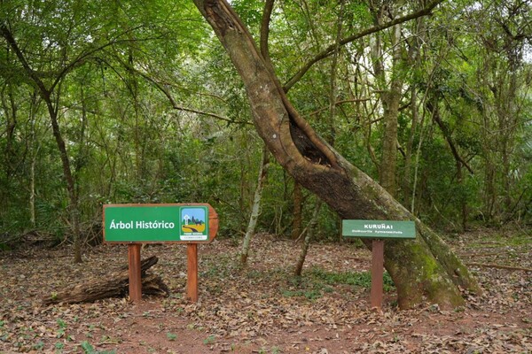 Colosos de la Tierra: El “Árbol histórico” del Parque Cerro Corá se convierte en el primer ganador - Unicanal
