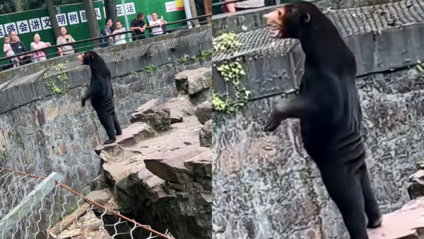 Zoo chino niega que uno de sus osos sea un humano disfrazado
