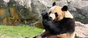 Único panda nacido en Francia dijo adiós y vivirá en China