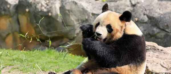 Único panda nacido en Francia dijo adiós y vivirá en China