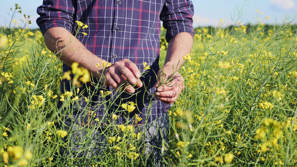 Producción de canola orgánica paraguaya será exportada a Estados Unidos