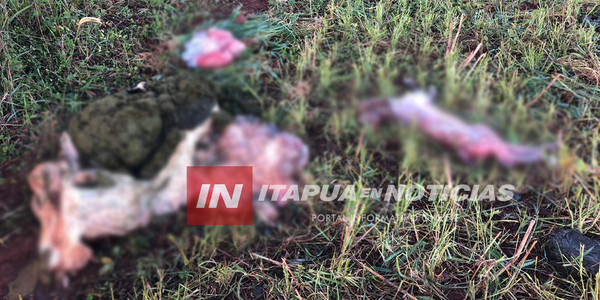 ABIGEOS FAENARON DOS ANIMALES EN CAPITÁN MIRANDA - Itapúa Noticias