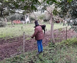 Abigeos roban vaca de humilde profesora y generan angustia en zona de Horqueta ante nula respuesta de autoridades – La Mira Digital