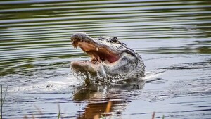 Cocodrilo mata a futbolista costarricense en un río