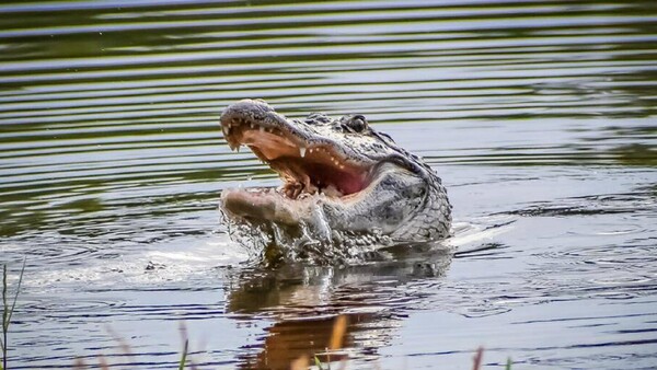 Cocodrilo mata a futbolista costarricense en un río