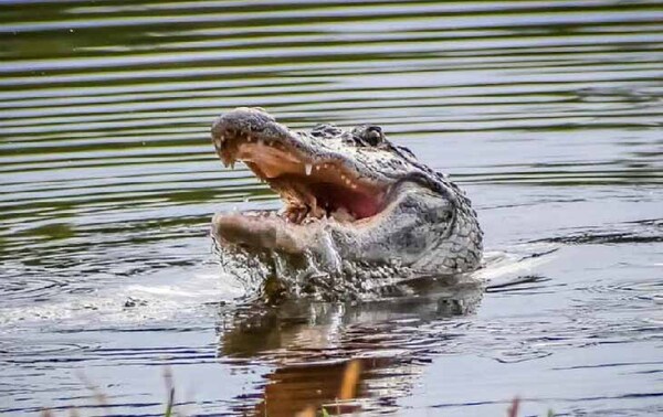 Cocodrilo mata a futbolista de 29 años en un río en Costa Rica – Prensa 5