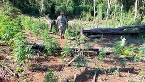 SENAD elimina 12 toneladas de marihuana en Ñacunday - La Clave