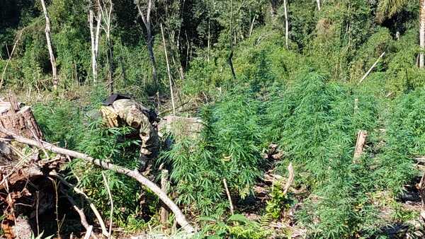 Diario HOY | Despliegan importante operativo contra el tráfico de marihuana en Alto Paraná