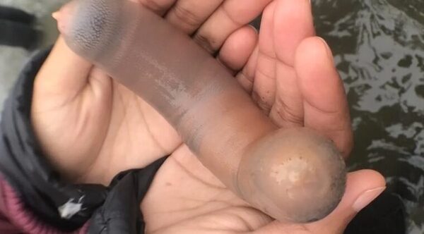 Peces pene en playa de Argentina: cómo se consume y cuál es su efecto afrodisiaco