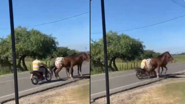(VIDEO) Motoca embiste a un pobre kavajumi: ¿Oka’u piko?