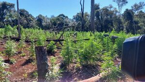 Destruyen al menos 12 toneladas de marihuana en Alto Paraná