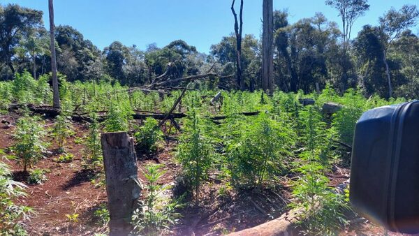Destruyen al menos 12 toneladas de marihuana en Alto Paraná