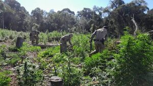 Antidrogas destruyen cuatro hectáreas de marihuana en Ñacunday - ABC en el Este - ABC Color