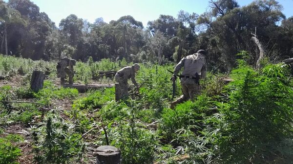 Antidrogas destruyen cuatro hectáreas de marihuana en Ñacunday - ABC en el Este - ABC Color