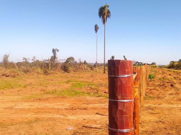 Diario HOY | Intervienen propiedad en Canindeyú por denuncia de desmonte