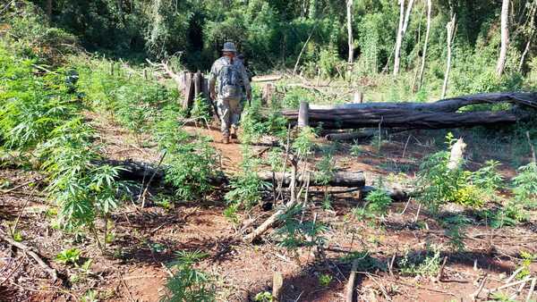 Agentes de la SENAD destruyen unas 12 toneladas de plantines de marihuana - La Clave