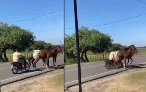Distraído motociclista atropelló a un caballo en calle de Pilar – Prensa 5