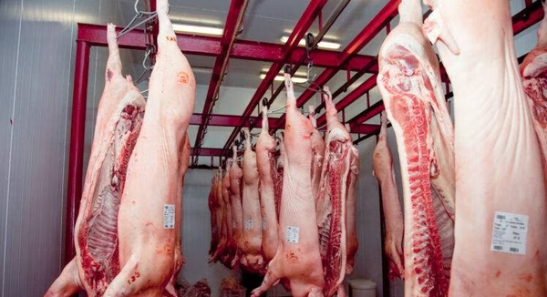 A julio la exportación de carne porcina registró aumento de 205 % en ingresos
