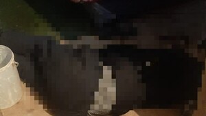 Despensera mató a balazos a un delincuente