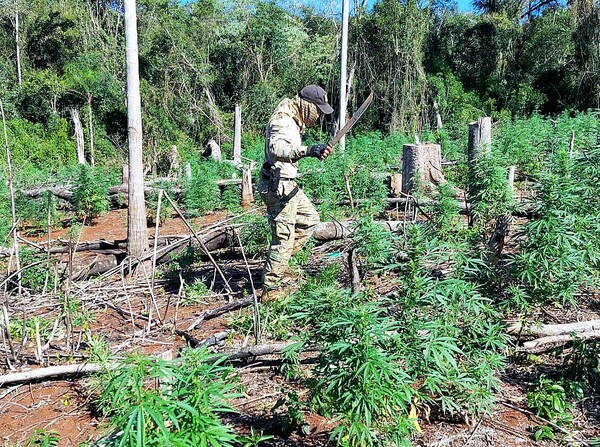 Senad destruye toneladas de droga en Alto Paraná y Caazapá pero nada informa sobre detenidos en los operativos – La Mira Digital