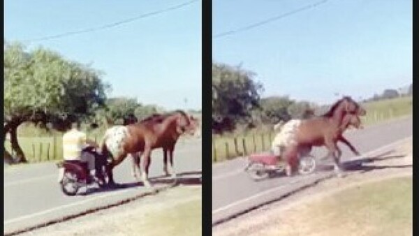 Ni ahí vio a caballos en pleno día, les chocó y será imputado