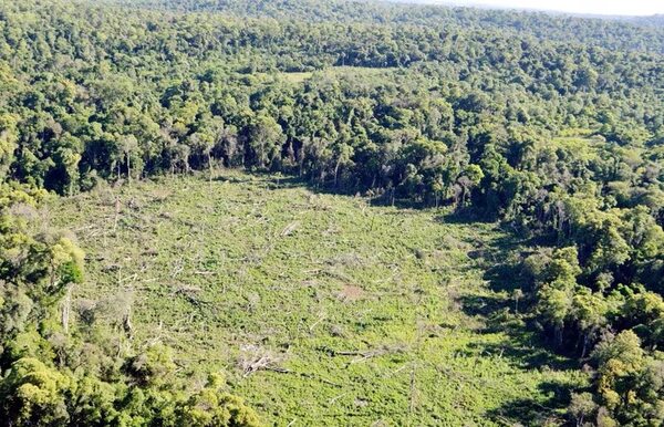 ¿Cómo están los bosques en Paraguay? - Nacionales - ABC Color