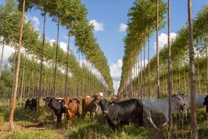 AFD aprueba créditos para proyectos forestales por valor a USD 40 millones en el 2023 - ADN Digital