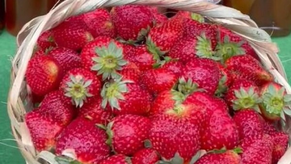 Estanzuela, Itauguá: Otra opción para disfrutar de las frutillas