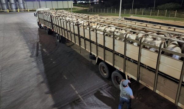 Precio del Novillo Mercosur aumentó 5 centavos hasta US$ 3,42