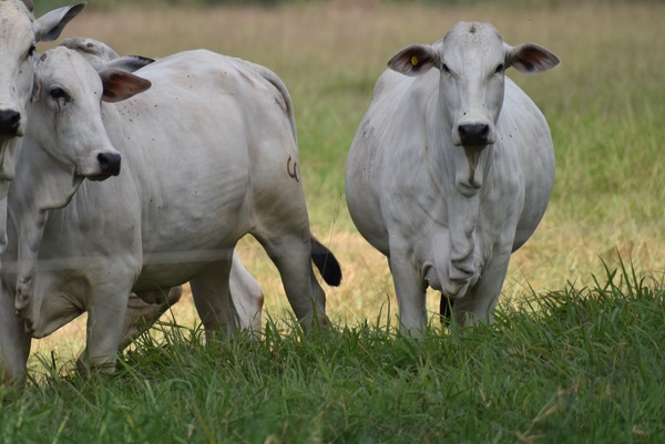 Ministerio de Agricultura de Brasil actualiza normas para sacrificio de vacas preñadas