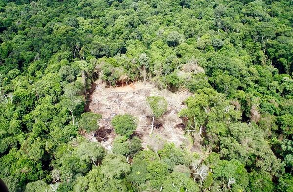 Deforestación ilegal en Paraguay sería de unas 8 hectáreas por hora - Nacionales - ABC Color